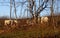 White cows in the field of farm in Latvia, early spring morning sunrise. White cows grazing on farmland at the trees