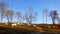 White cows in the field of farm in Latvia, early spring morning sunrise. White cows grazing on farmland at the trees