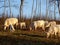 White cows in the field of farm in Latvia, early spring morning sunrise. White cows grazing on farmland at the trees