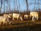 White cows in the field of farm in Latvia, early spring morning sunrise. White cows grazing on farmland at the trees