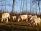 White cows in the field of farm in Latvia, early spring morning sunrise. White cows grazing on farmland at the trees