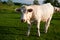 White cows in French Bourgogne