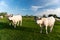 White cows in French Bourgogne