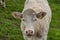 White cows with golden suit on green pasture land near Nejdek town