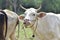 White cows in the natural pastures of Thailand.