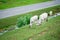 White cows peacefully grazing in a rural landscape, with a road in the background