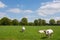 White cows in rural dutch landscape