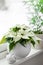 white cozy window arrangement, winter christmas concept, poinsettia flower