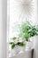 white cozy window arrangement, winter christmas concept, poinsettia flower