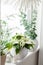 white cozy window arrangement, winter christmas concept, poinsettia flower, lights