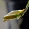 White Crab Cactus Buds