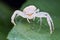 A white crab spider