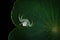 White crab spider on green leaf