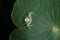 White crab spider on green leaf