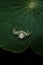 White crab spider on green leaf