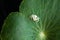 White crab spider on green leaf