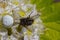 White crab spider Misumen vatia and its insect prey ount. On a white spirea flower.