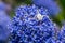 White crab spider, Misumena vatia, waiting inside the purple flowers of the garden shrub Californian Lilac, ceanothus thyrsiflorus