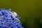 White crab spider, Misumena vatia, waiting inside the purple flowers of the garden shrub Californian Lilac, ceanothus thyrsiflorus