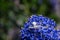 White crab spider, Misumena vatia, waiting on the purple flowers of the garden shrub Californian Lilac, ceanothus thyrsiflorus