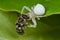 A white crab spider with prey - a bee