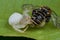 A white crab spider with prey - a bee