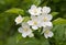 White Crabapple blooms - Malus Sargenti