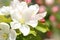 white crabapple flowers in spring