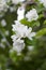 White Crabapple tree blossom closeup