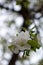 White Crabapple tree blossom closeup