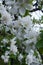 White Crabapple tree blossoms closeup