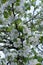 White Crabapple tree blossoms closeup