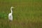 White Crane