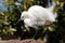 White Crane Bird