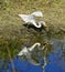 White crane bird Everglades swamp Florida