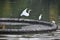 white crane bird flying with orange beak and long neck in forest .best Portrait shot of crane