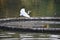 white crane bird flying with orange beak and long neck in forest .best Portrait shot of crane