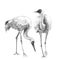 White Crane Birds Watercolor Sketch