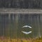 White crane flies just above the water surface of a lake, calm picture with meditative effect, Zen-like