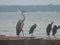 White Crane,Great Egret Bird And gray Heron :crane birds at Zanibar island wildlife .