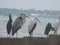 White Crane,Great Egret Bird And gray Heron :crane birds at Zanibar island wildlife .