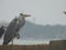 White Crane,Great Egret Bird And gray Heron :crane birds at Zanibar island wildlife .