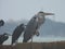 White Crane,Great Egret Bird And gray Heron :crane birds at Zanibar island wildlife .