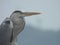 White Crane,Great Egret Bird And gray Heron :crane birds at Zanibar island wildlife .