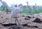 A white crane or Leucogeranus leucogeranus waiting in a field