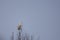 white crane sits in a treetop and looks around