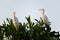 White Crane in Sri Lanka