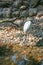 A white crane in a zoo