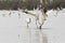 White cranes fighting for foods in lotus root pond