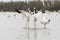 White cranes fighting for foods in lotus root pond